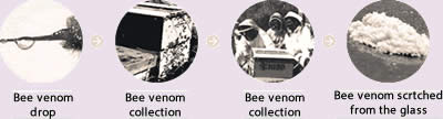Bee venom collection process